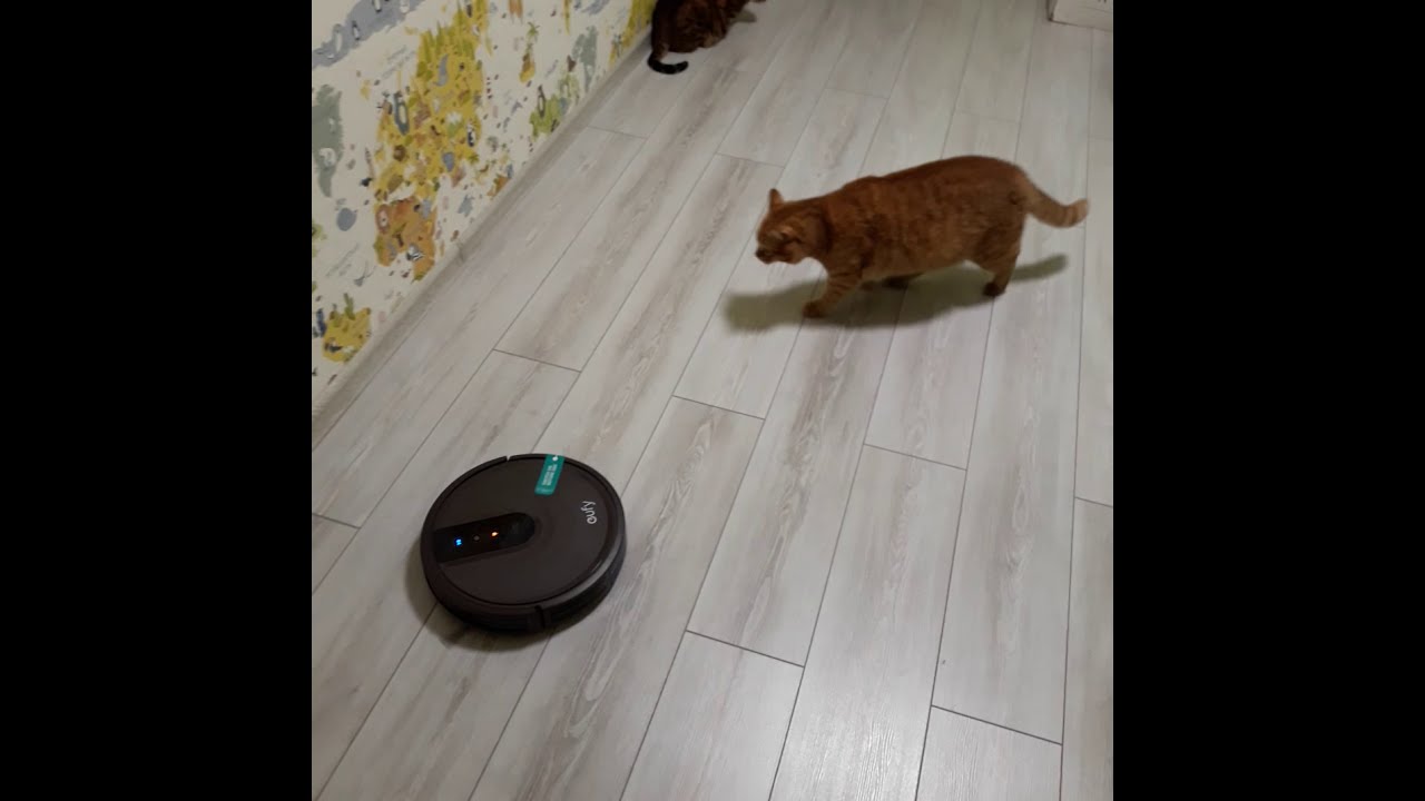 Забавные животные. Animals. Первая встреча кота с роботом-пылесосом🙀 Anker Eufy RoboVac 15T.